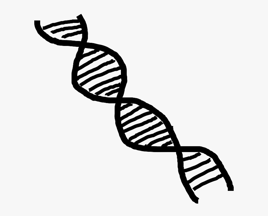 Black And White Dna Transparent, HD Png Download, Free Download