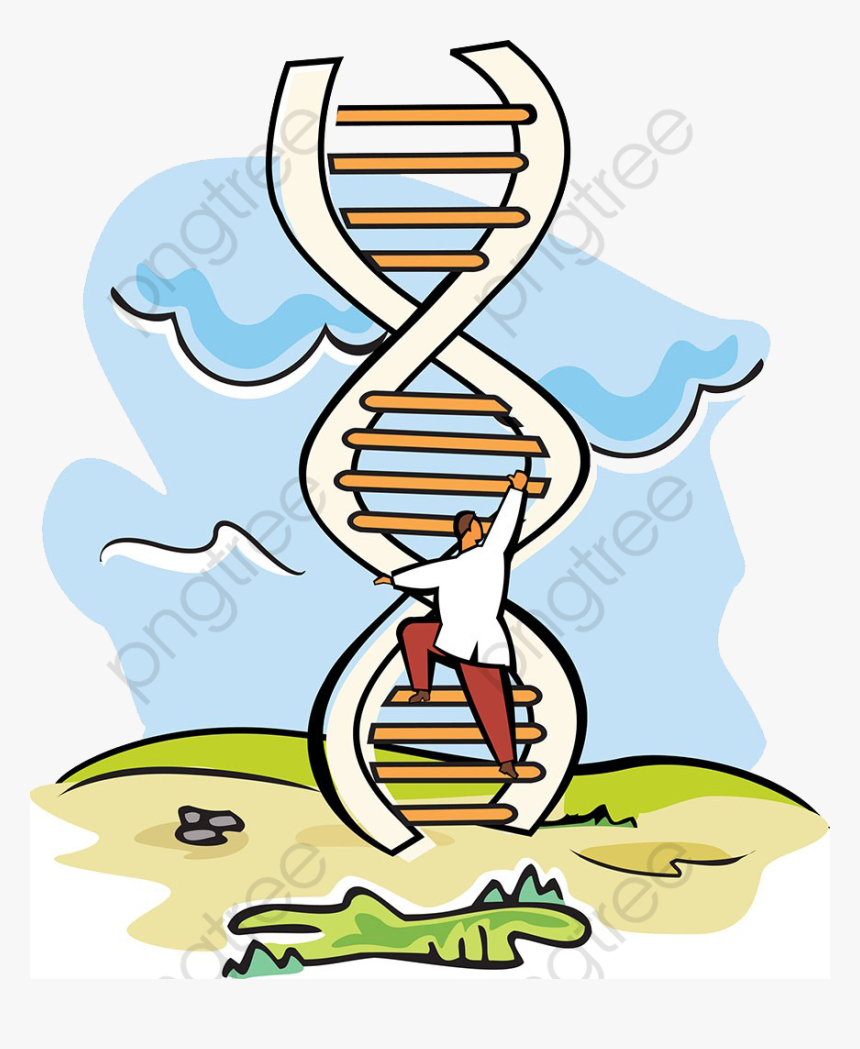 Transparent Dna Clipart Png - Length Of Dna In Human, Png Download, Free Download