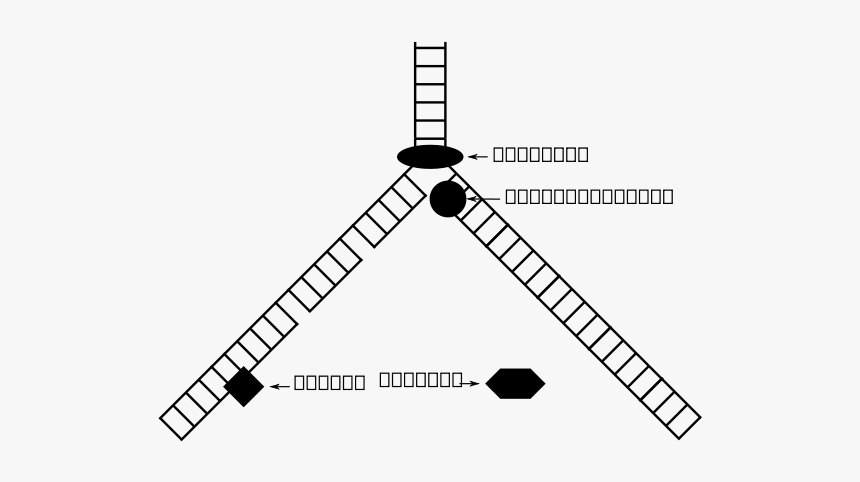 Dna Replication Svg Clip Arts - Clip Art, HD Png Download, Free Download