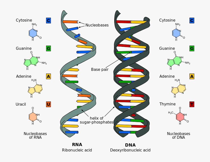 Clip Art The Differences Between And - Examples Of Nucleic Acids, HD Png Download, Free Download