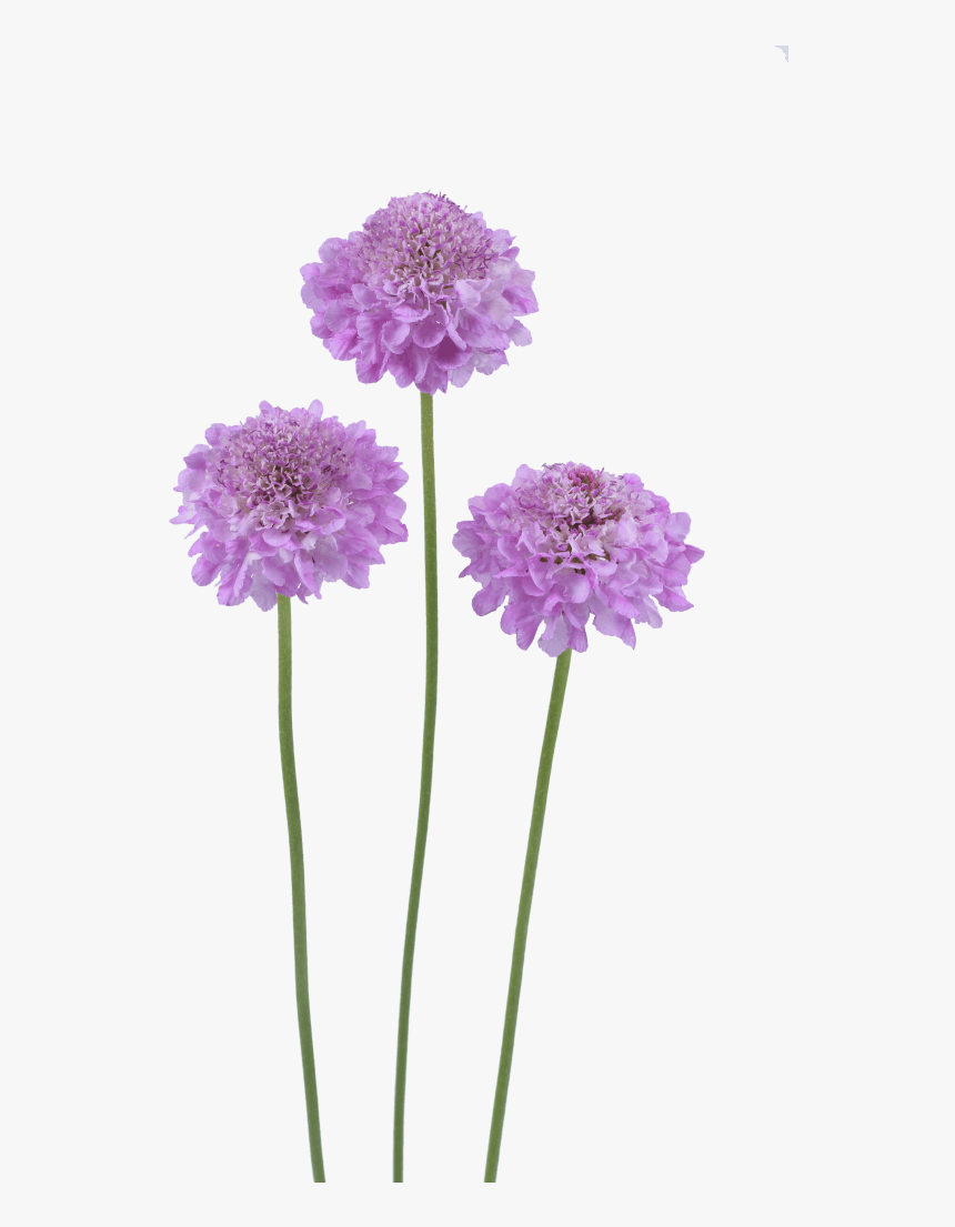 Transparent Lilac Flower Png - Pincushion Flower, Png Download, Free Download