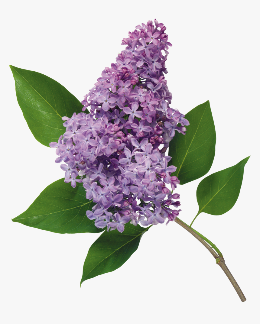 Lilac Png - Common Lilac Flower, Transparent Png, Free Download