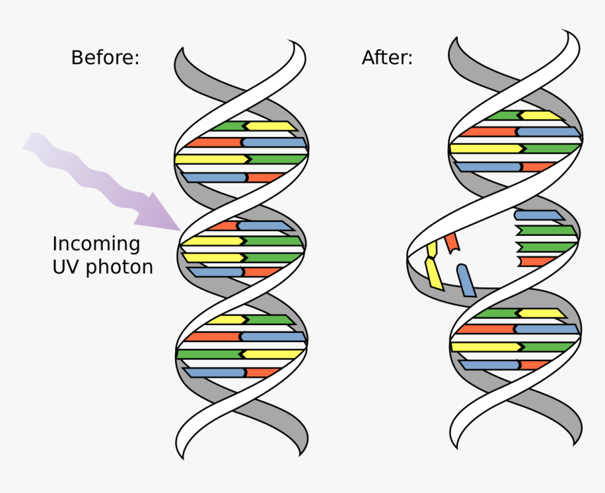 Dna Before And After Radiation, HD Png Download, Free Download