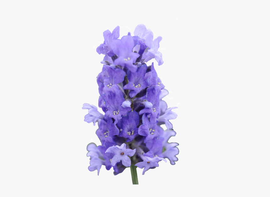Delphinium Drawing Lilac Transparent Png Clipart Free - Fernleaf Lavender, Png Download, Free Download