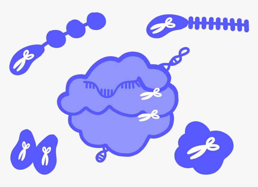 Image Of A Nuclease Enzyme That Has Scissors To Represent, HD Png Download, Free Download