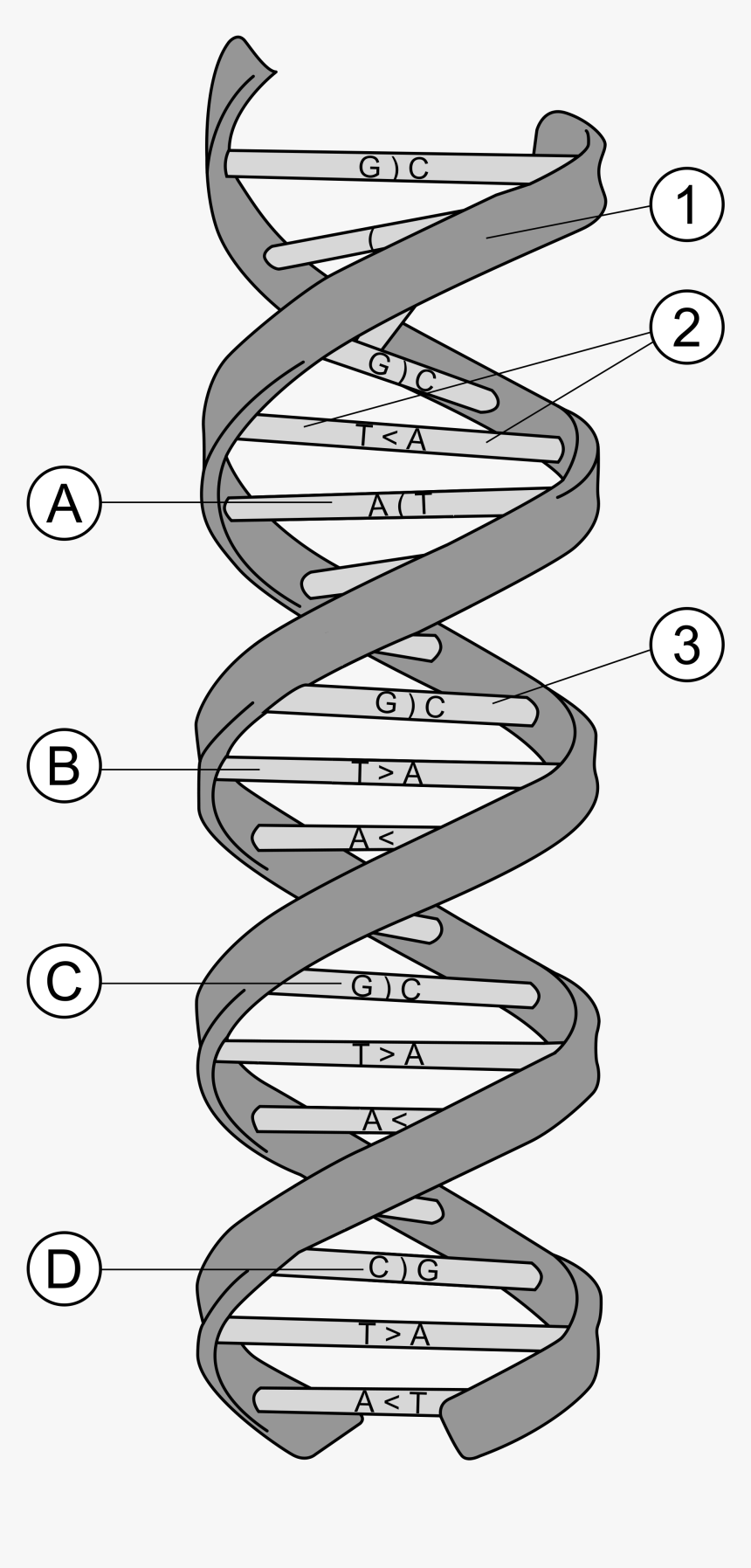 Dna Clipart Svg, HD Png Download, Free Download