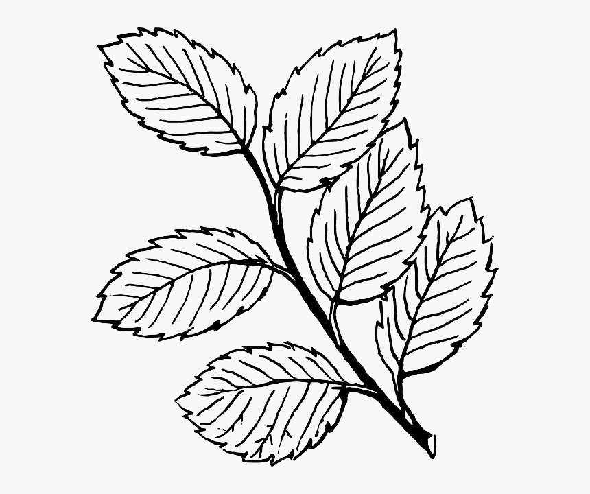 Leaves Black And White, HD Png Download, Free Download