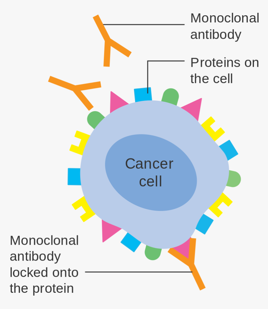 Monoclonal Antibodies Immunotherapy, HD Png Download, Free Download
