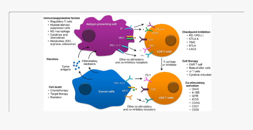 Diagram, HD Png Download, Free Download