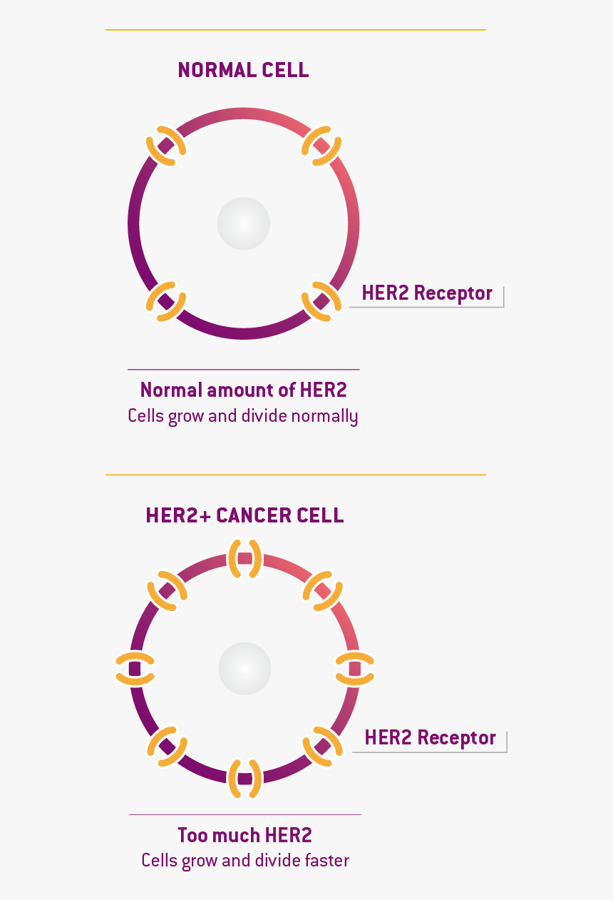 Normal Cell Vs Her2 Cancer Cell - Circle, HD Png Download, Free Download