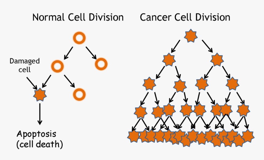 Picture - Cancer Vs Normal Cell Division, HD Png Download, Free Download