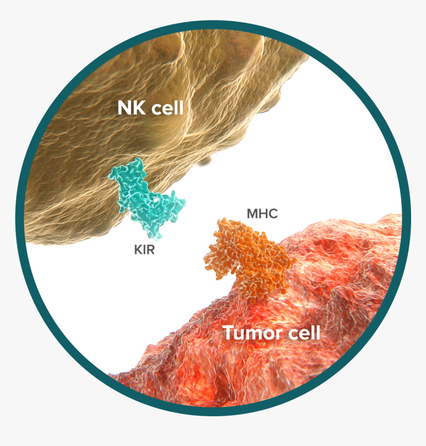 Did You Know That We Develop “cancer” Cells Every Day - Nkcell Kir, HD Png Download, Free Download