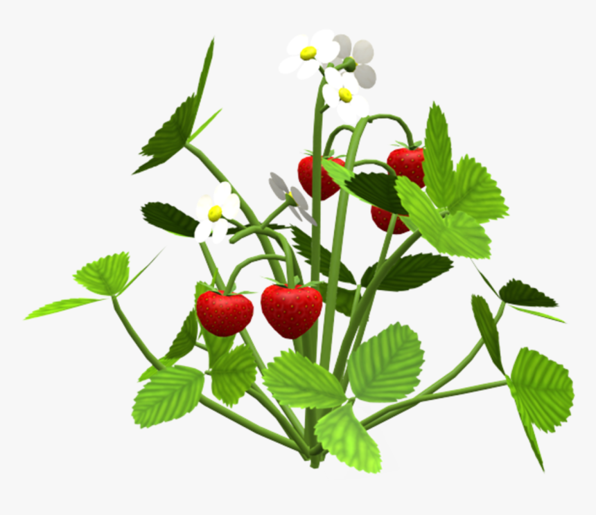 Transparent Strawberry Plant Png - Frutti Di Bosco, Png Download, Free Download