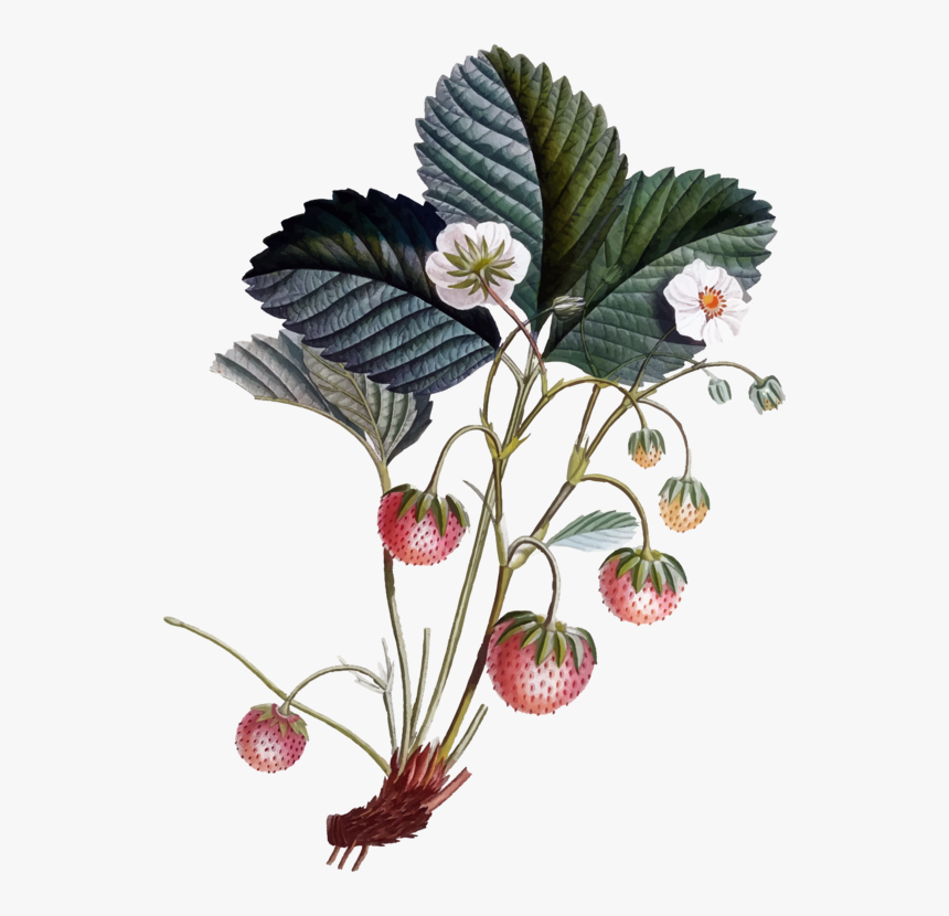 Plant,flower,food - Strawberry Flowers Botanical Illustration, HD Png Download, Free Download
