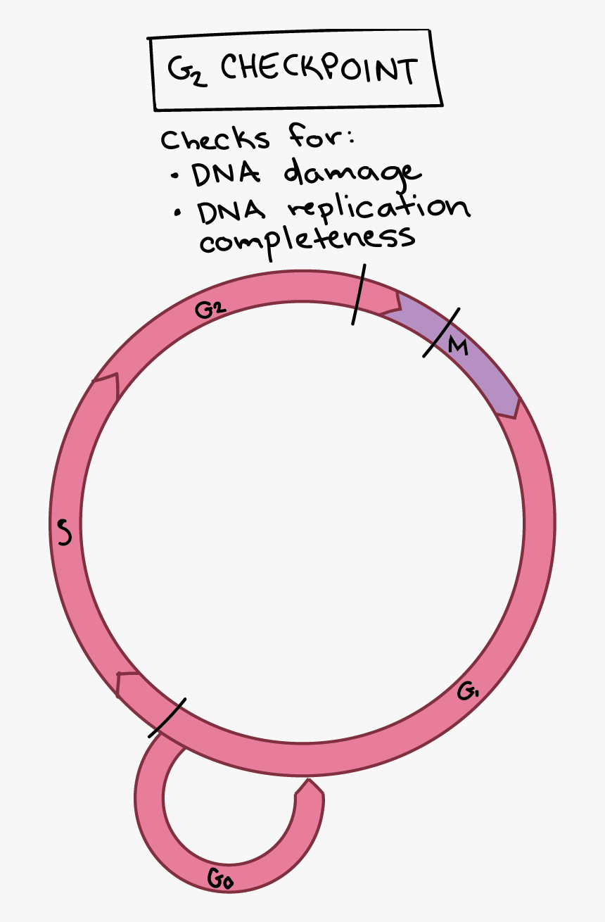 M Checkpoint Cell Cycle, HD Png Download, Free Download