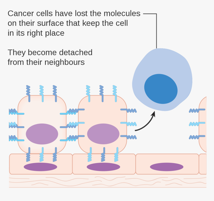 Do We All Have Cancer Cell, HD Png Download, Free Download