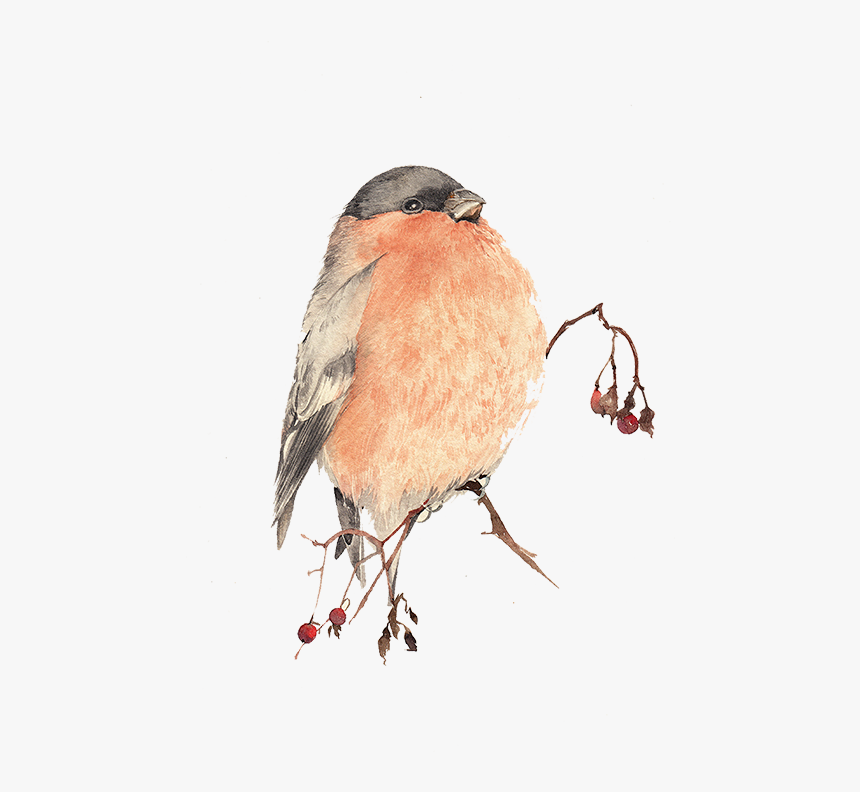 Bird Watercolor Painting - Bird Painting Png, Transparent Png, Free Download