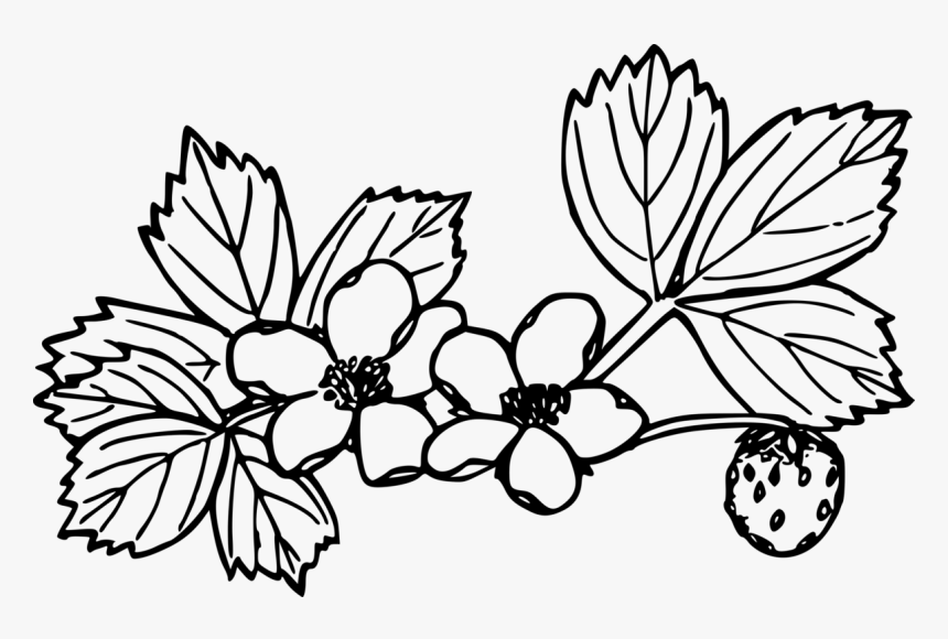 Image Freeuse Strawberry Coloring Book Plants, HD Png Download, Free Download