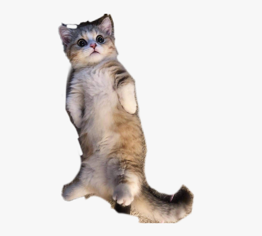 Shocked Kitty, HD Png Download, Free Download