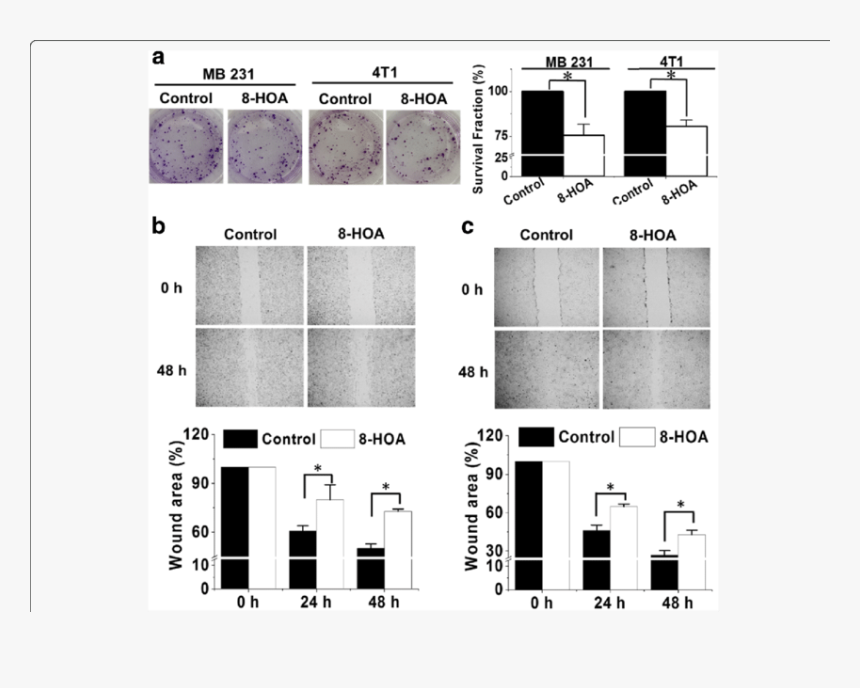 Hoa Inhibits Breast Cancer Cell Growth And Migration, HD Png Download, Free Download