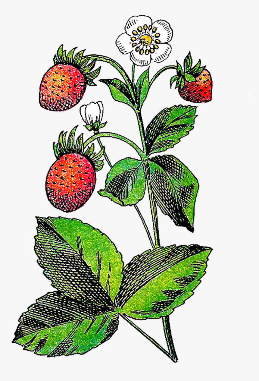 Transparent Strawberry Plant Png - Plant With Fruit And Flower Clipart, Png Download, Free Download