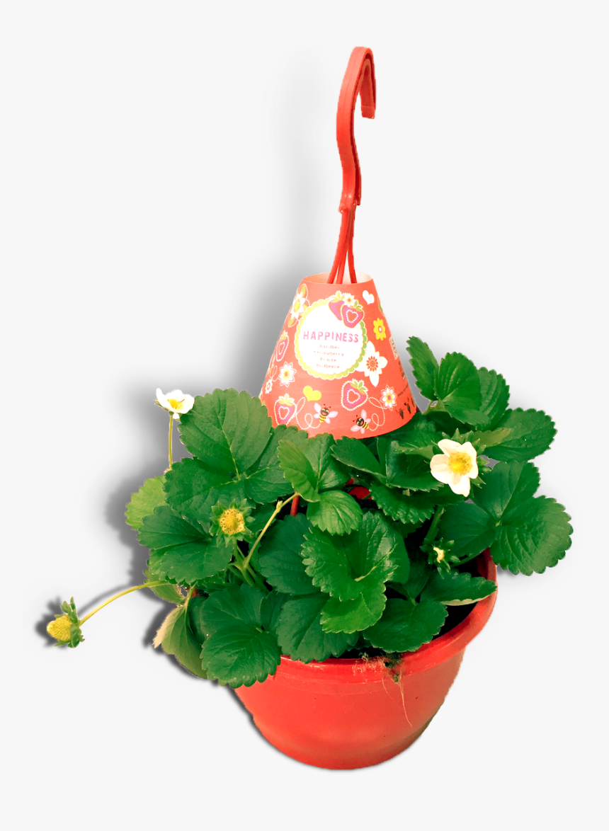 Aardbeienplant 22cm Hangpot Productfoto Wit Shadow - Flowerpot, HD Png Download, Free Download