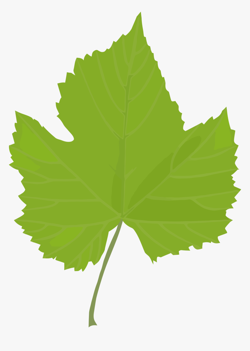 Leaf Common Grape Vine Grape Leaves Plant Stem Plants - Clip Art Grapes Leaves, HD Png Download, Free Download