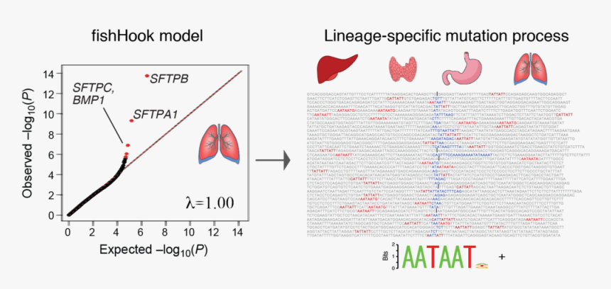 Genomic Footprints Of Cancer Cell Of Origin, HD Png Download, Free Download