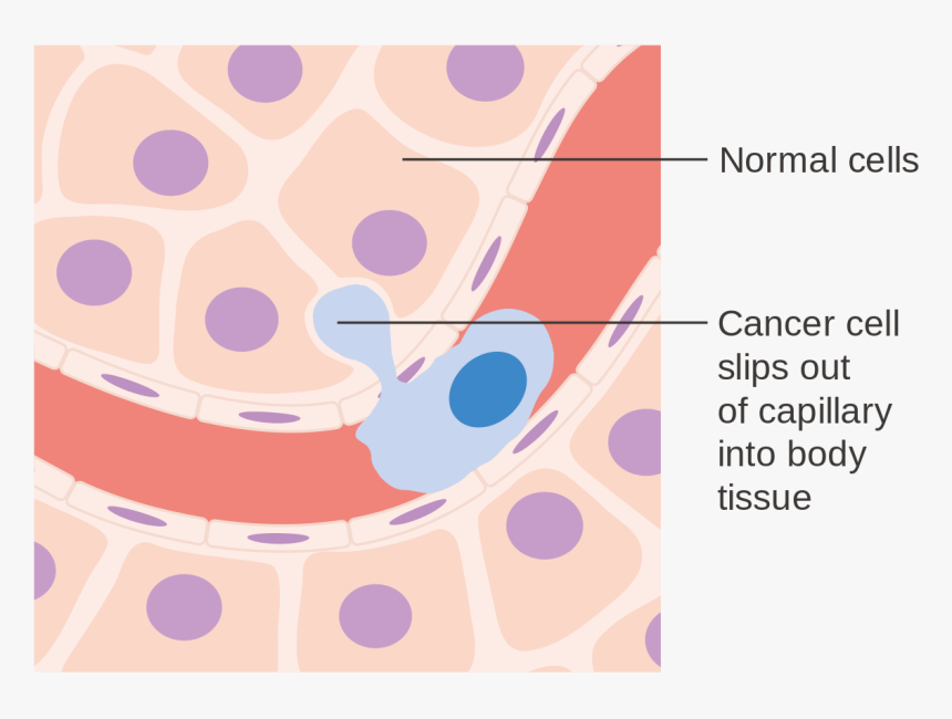 Bloodstream And Cells, HD Png Download, Free Download