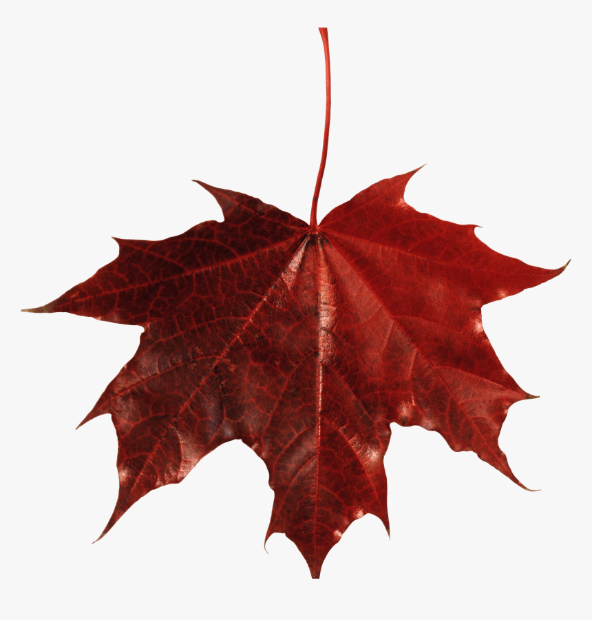 Maple Leaves Png - Fall Red Leaf Png, Transparent Png, Free Download