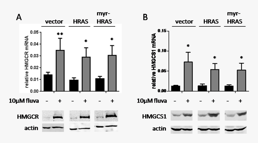 Statin-induced Cancer Cell Death Can Be Mechanistically, HD Png Download, Free Download