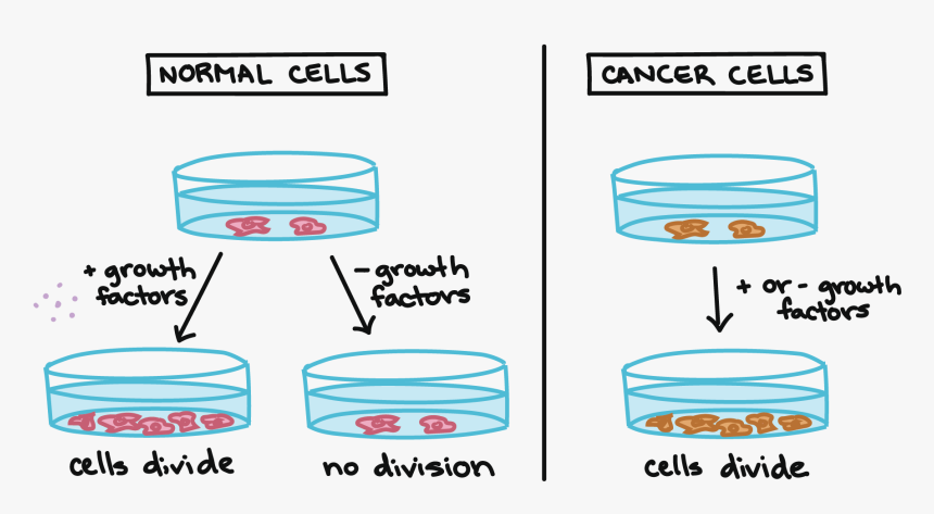 Transparent Cells Clipart - Cell, HD Png Download, Free Download