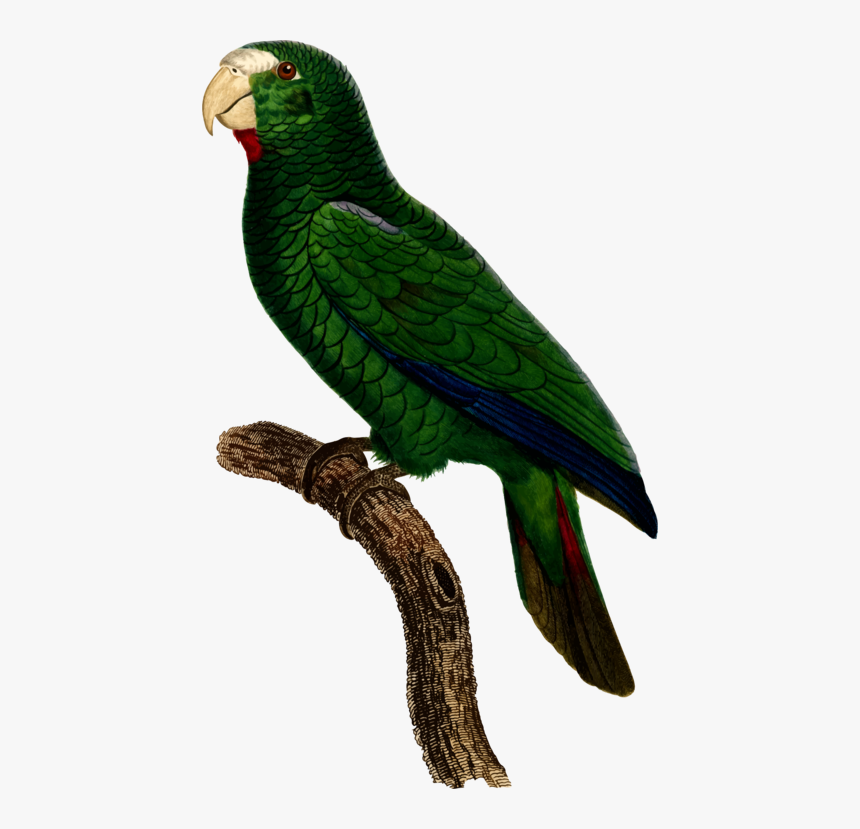 Parrot Bird Watercolor Painting Clipart , Png Download - Parrot, Transparent Png, Free Download