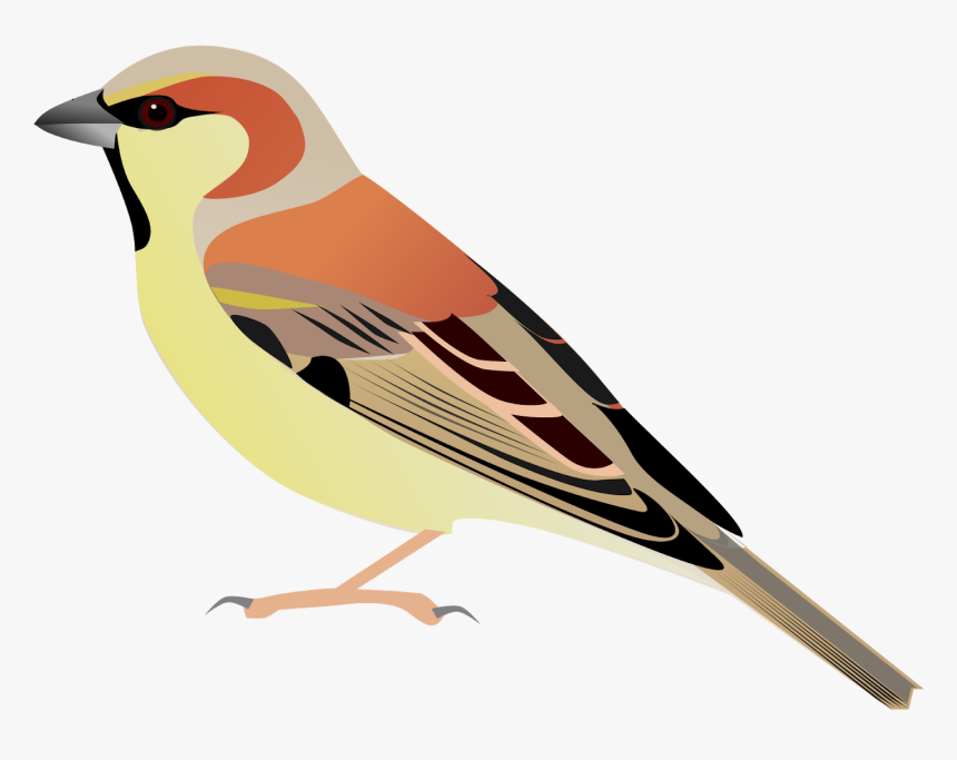 Transparent Watercolor Bird Png - Plain-backed Sparrow, Png Download, Free Download