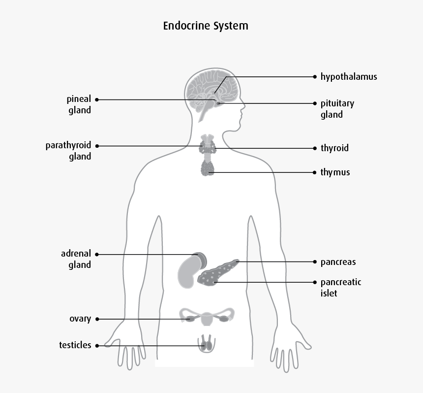 Endocrine System Empty, HD Png Download, Free Download