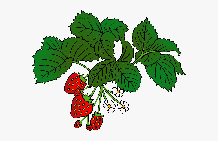 Bushes Clipart Strawberry - Food Chain Year 2, HD Png Download, Free Download