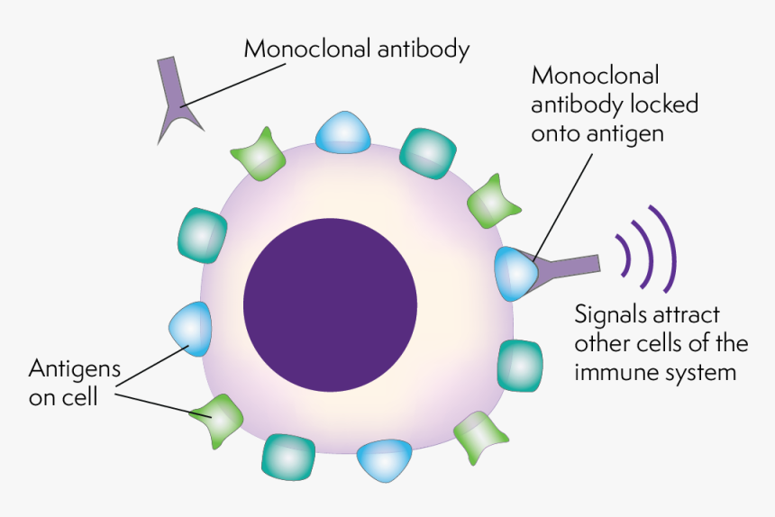 Monoclonal Antibodies Locking On To The Antigens Of - Monoclonal Antibodies Cancer Treatment, HD Png Download, Free Download
