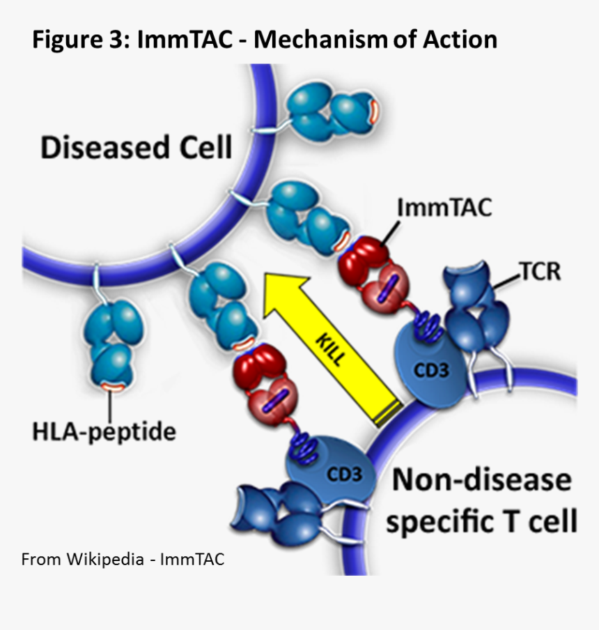Immunology In Cancer Treatment, HD Png Download, Free Download