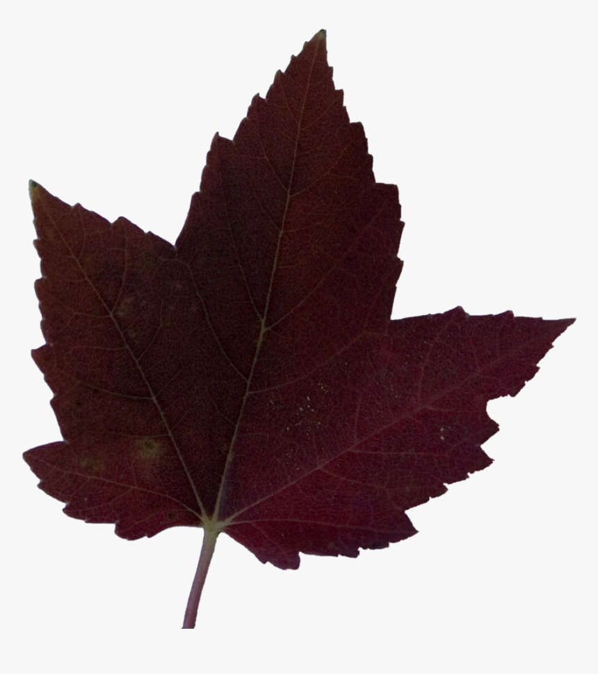 Dark Liquid Amber - Maple Leaf, HD Png Download, Free Download