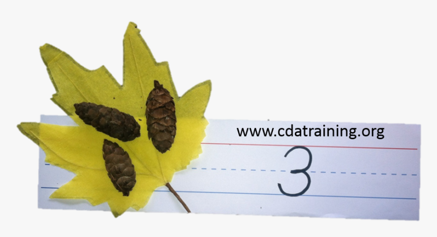 Math With Leaves And Pine Cones, HD Png Download, Free Download
