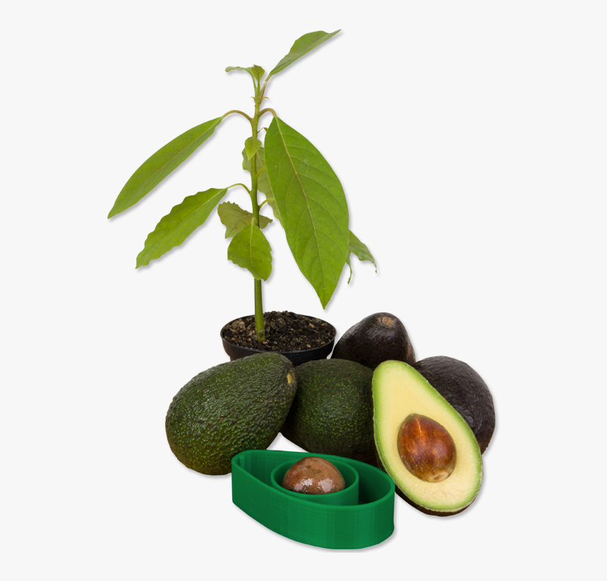 Avocado Growing Process Seed, HD Png Download, Free Download