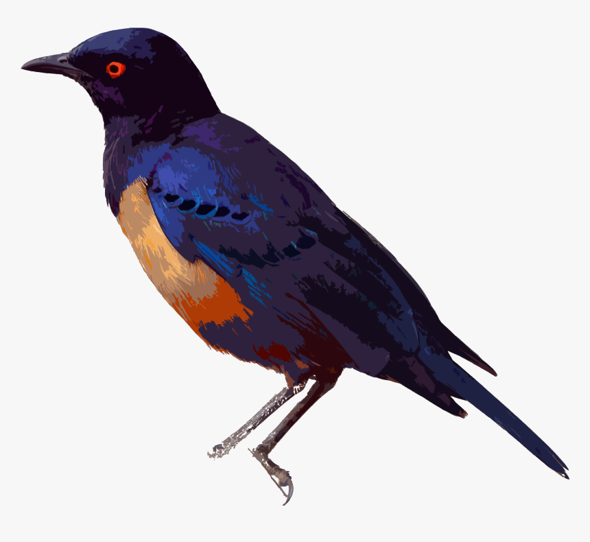 Hildebrandt's Starling, HD Png Download, Free Download