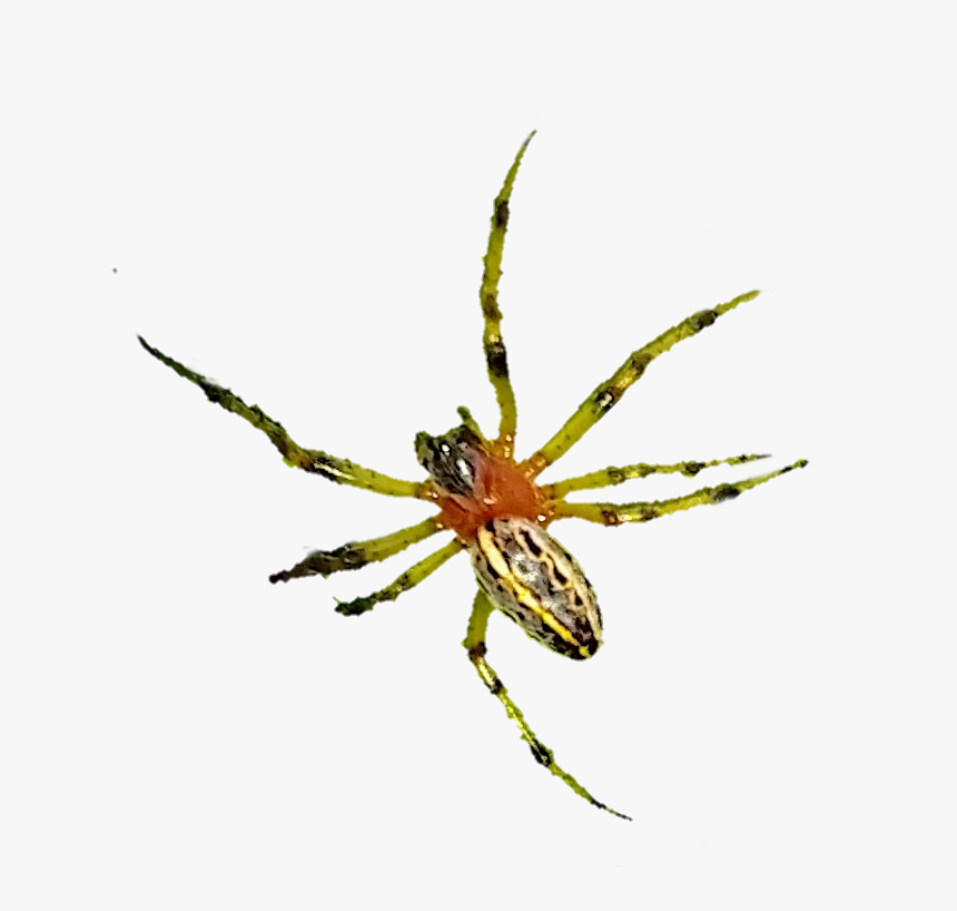 #spider #araña #arañas - Yellow Garden Spider, HD Png Download, Free Download