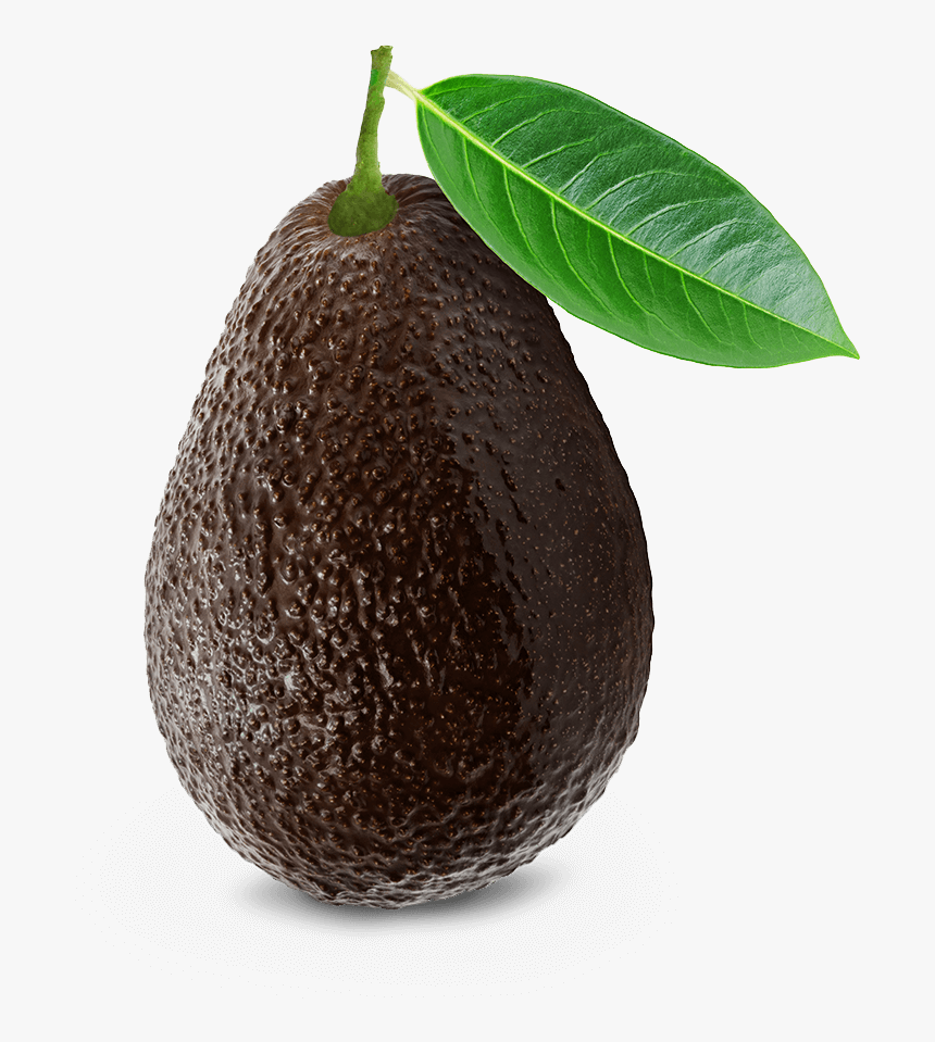 Avocado Hass Png, Transparent Png, Free Download