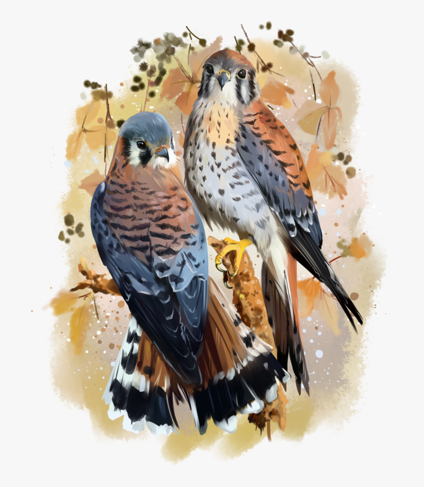 American Kestrel Png Pic - Kestrel Watercolor, Transparent Png, Free Download