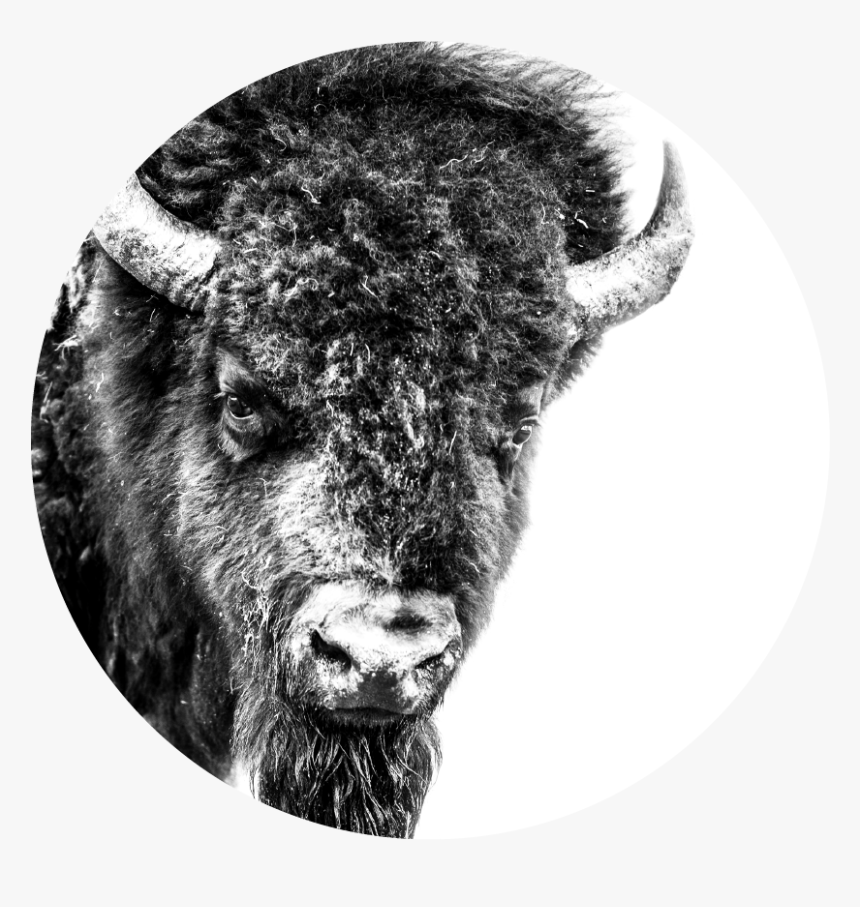 Bison, HD Png Download, Free Download