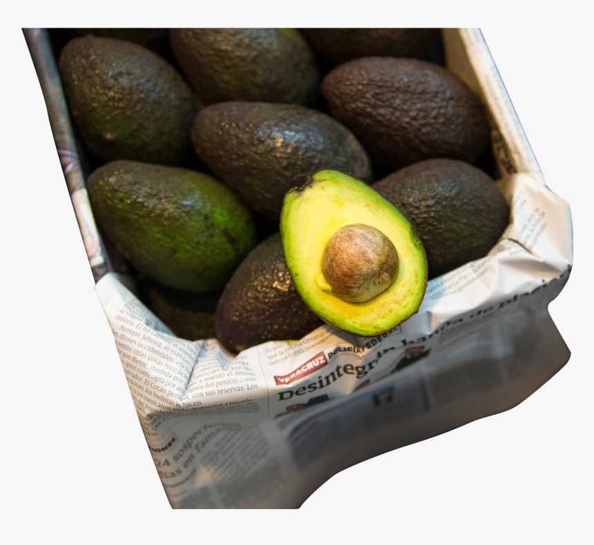 Avocado Cartel Mexico, HD Png Download, Free Download