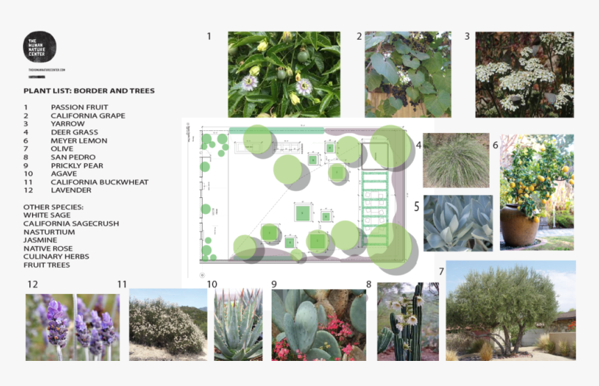 Transparent Garden Png - Hedgehog Cactus, Png Download, Free Download