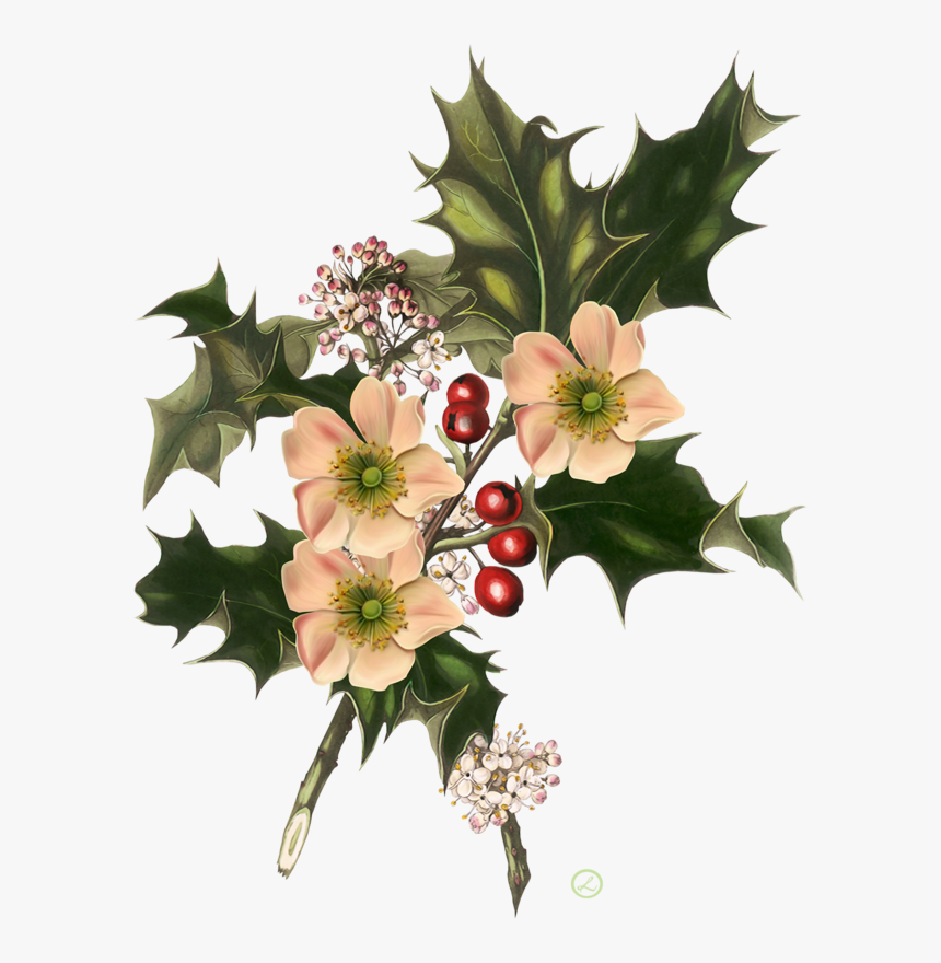 Christmas Botanical Prints, HD Png Download, Free Download