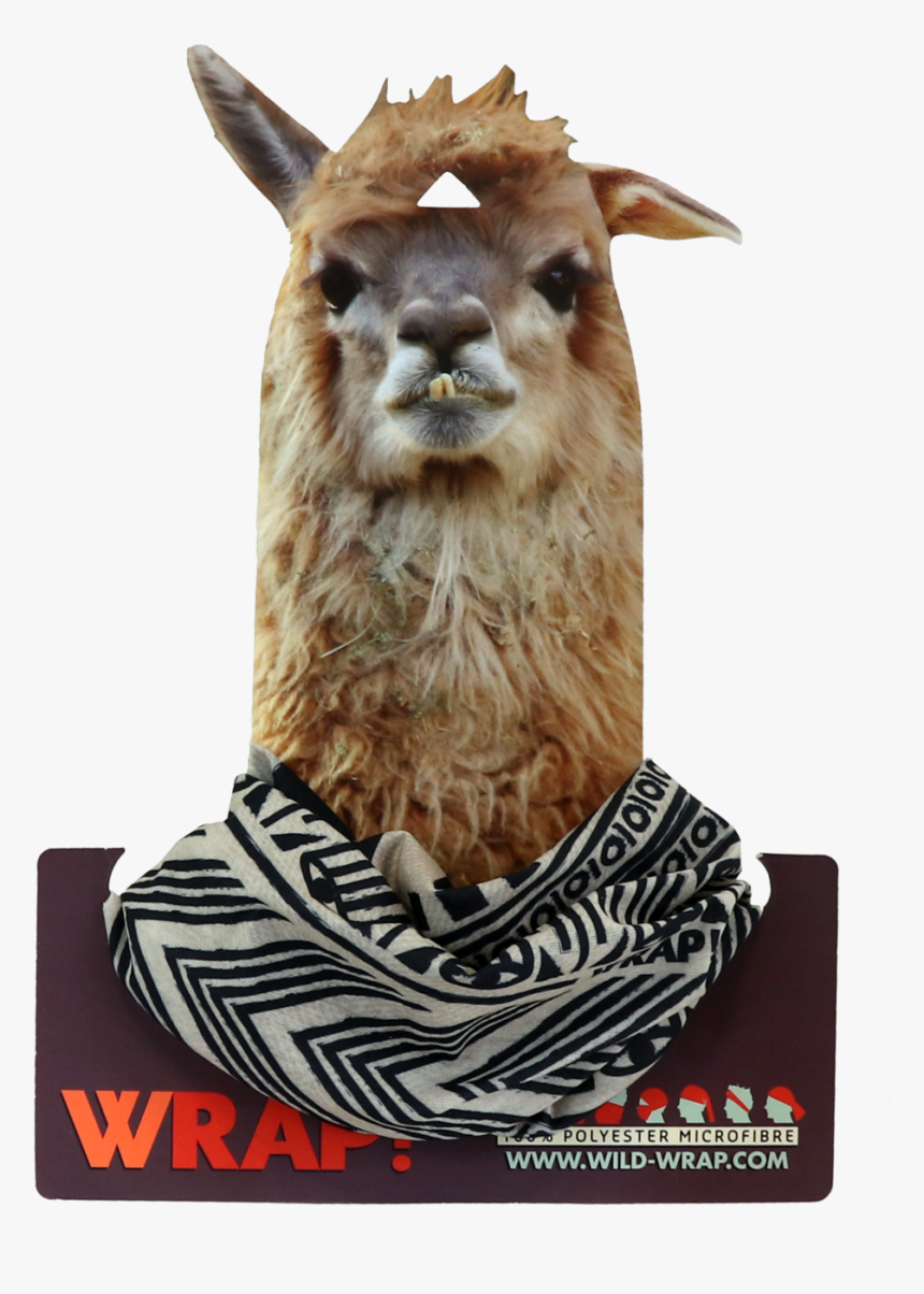 Zigzag - Llama, HD Png Download, Free Download